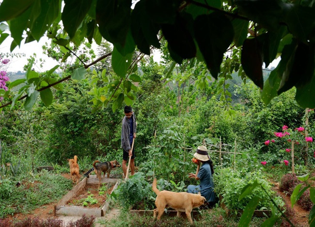 Cặp vợ chồng 9x bỏ Sài Gòn lên núi làm "người rừng" ảnh 5