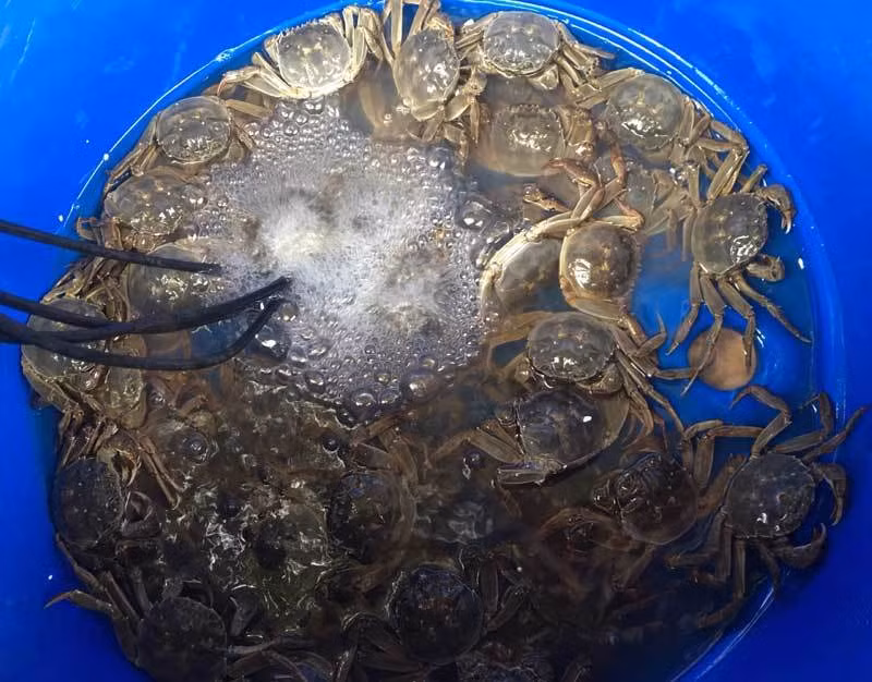 Dan giau do ve song Cau san dac san troi cho-Hinh-2