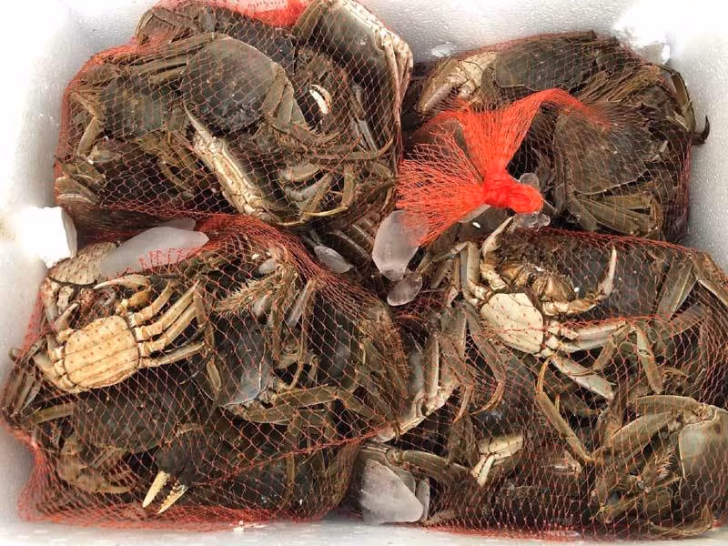 Dan giau do ve song Cau san dac san troi cho-Hinh-4