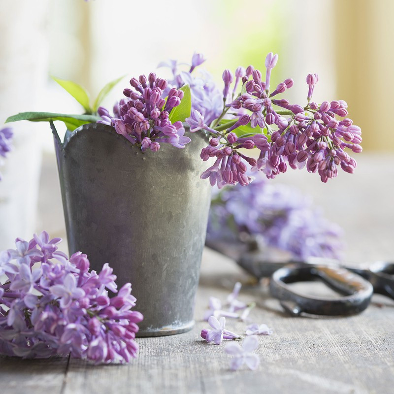  Tự mua hoa tặng mình: Một nhóm các nhà nghiên cứu trường Đại học Harvard phát hiện ra rằng, cắm một lọ hoa tươi trong nhà sẽ giúp tránh xa lo lắng và tâm trạng tiêu cực. Chúng cũng có thể tạo ra năng lượng, nhiệt huyết và giúp bạn có cái nhìn bao dung đối với người khác. 