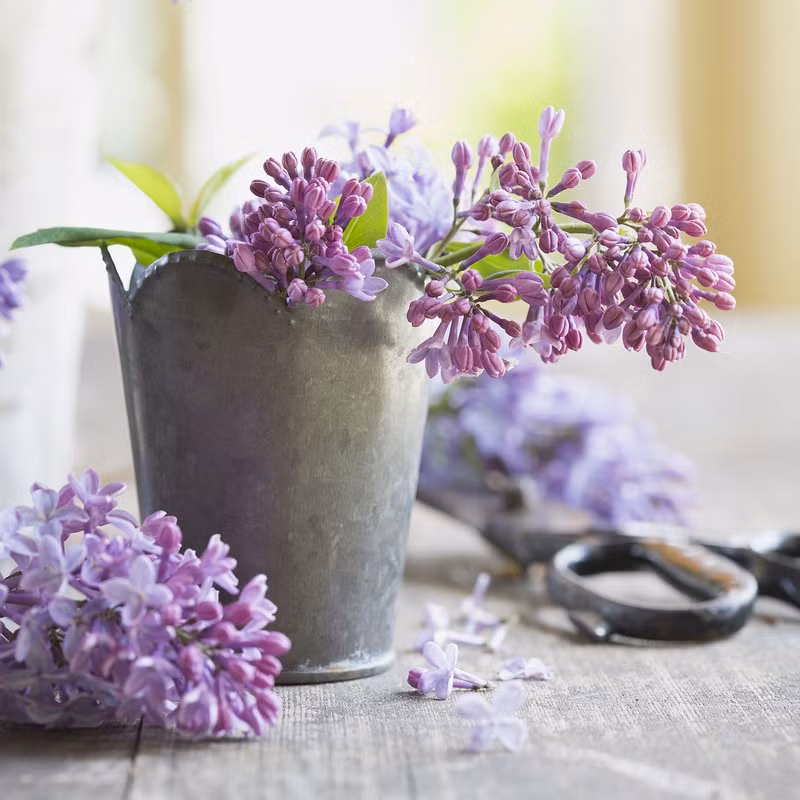  Tự mua hoa tặng mình: Một nhóm các nhà nghiên cứu trường Đại học Harvard phát hiện ra rằng, cắm một lọ hoa tươi trong nhà sẽ giúp tránh xa lo lắng và tâm trạng tiêu cực. Chúng cũng có thể tạo ra năng lượng, nhiệt huyết và giúp bạn có cái nhìn bao dung đối với người khác. 