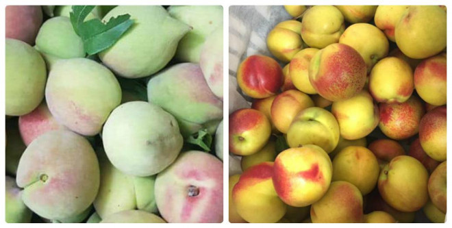 Phan biet dao Sapa va dao Trung Quoc, tranh tien mat tat mang