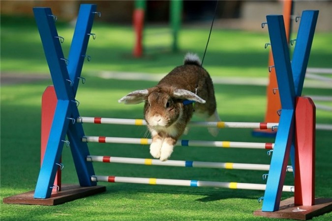 ##sc### Vận động viên chạy vượt rào. (Nguồn: AFP) 