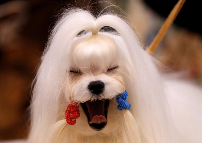 ##sc### Làm điệu. (Nguồn: Reuters) 