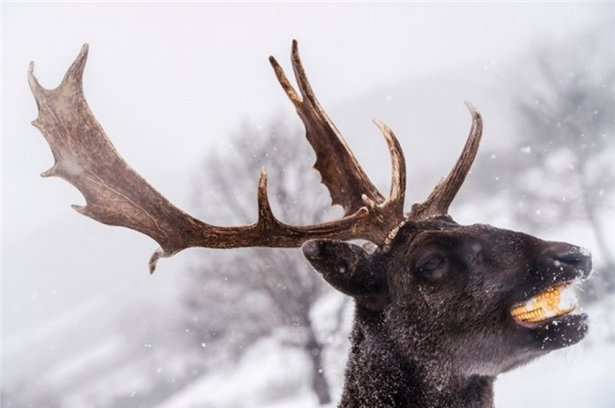##sc### Nai sừng tấm "răng" vàng. (Nguồn: AFP) 