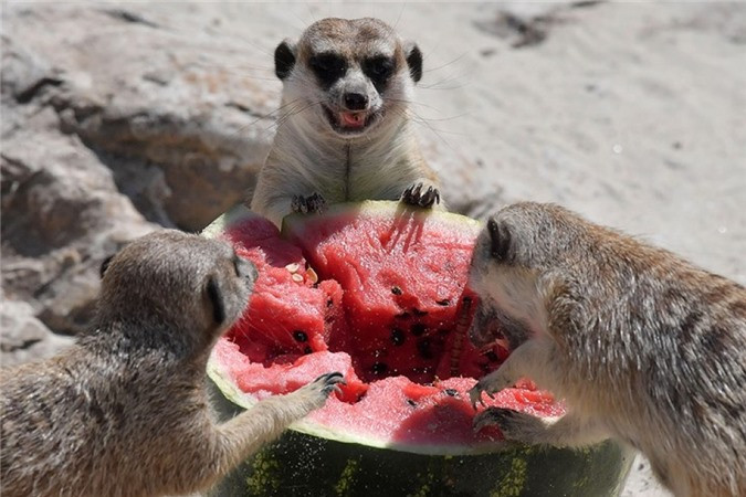 ##sc### Bữa tiệc thịnh soạn. (Nguồn: AFP) 