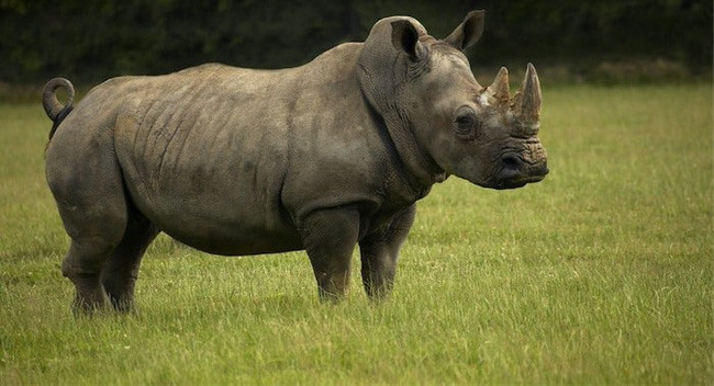 Đại Tống hoang mang không dám nhận kỳ lân của nước Đại Việt cống - Hình 3 Dai Tong hoang mang khong dam nhan ky lan cua nuoc Dai Viet cong-Hinh-3