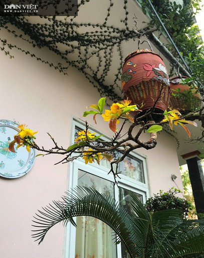 Hàng trăm cây bonsai mọc ngược được xác nhận kỷ lục Việt Nam - Hình 9 Hang tram cay bonsai moc nguoc duoc xac nhan ky luc Viet Nam-Hinh-9