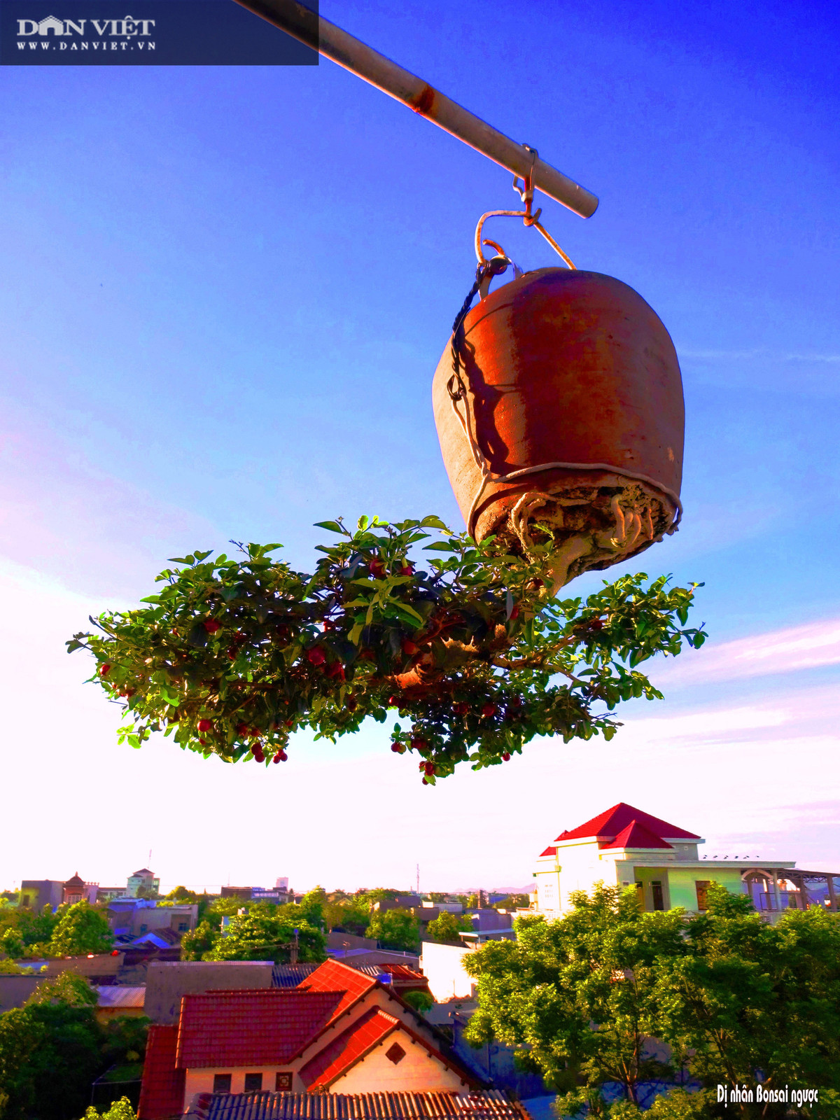 Hàng trăm cây bonsai mọc ngược được xác nhận kỷ lục Việt Nam - Hình 4 Hang tram cay bonsai moc nguoc duoc xac nhan ky luc Viet Nam-Hinh-4