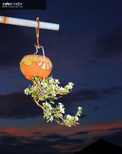 Hàng trăm cây bonsai mọc ngược được xác nhận kỷ lục Việt Nam - Hình 7 Hang tram cay bonsai moc nguoc duoc xac nhan ky luc Viet Nam-Hinh-7