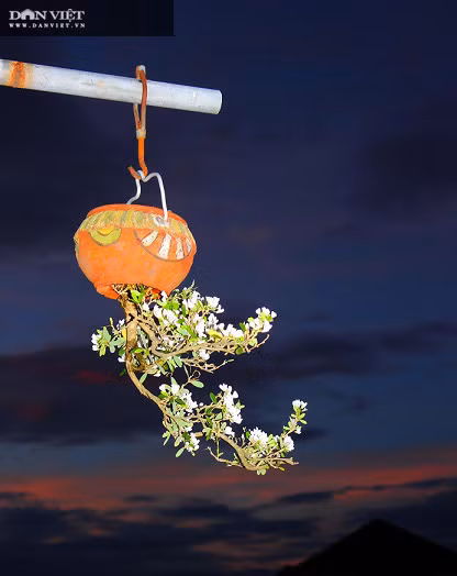 Hang tram cay bonsai moc nguoc duoc xac nhan ky luc Viet Nam-Hinh-7