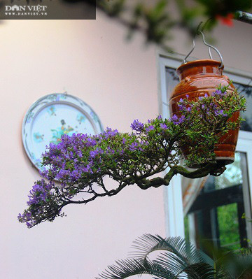 Hàng trăm cây bonsai mọc ngược được xác nhận kỷ lục Việt Nam - Hình 12 Hang tram cay bonsai moc nguoc duoc xac nhan ky luc Viet Nam-Hinh-12