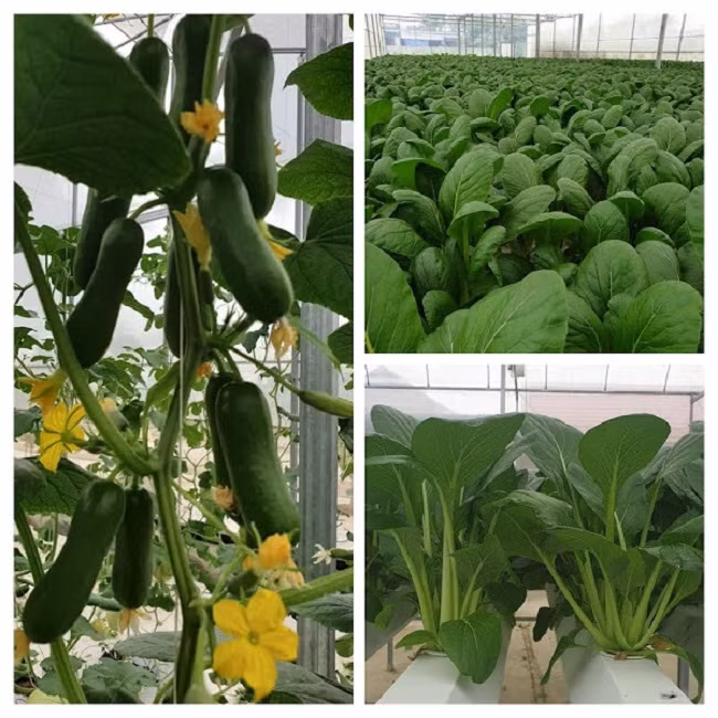 7x thu hang ty dong moi nam nho trong rau-Hinh-2