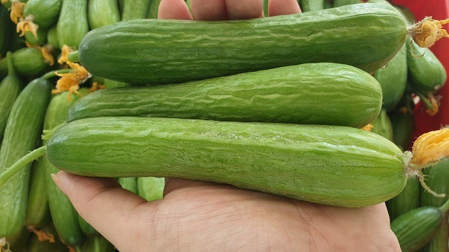 7x thu hang ty dong moi nam nho trong rau-Hinh-3