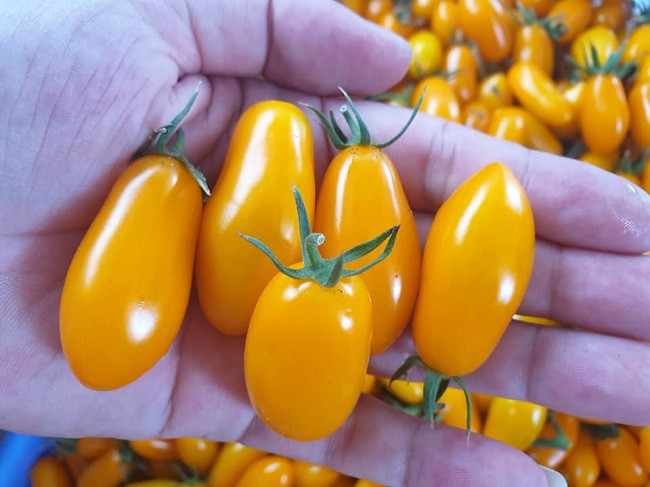 7x thu hang ty dong moi nam nho trong rau-Hinh-4