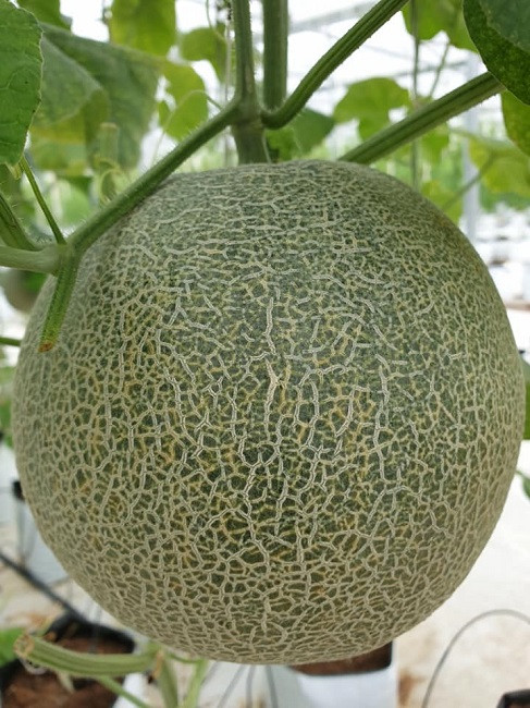 7x thu hang ty dong moi nam nho trong rau