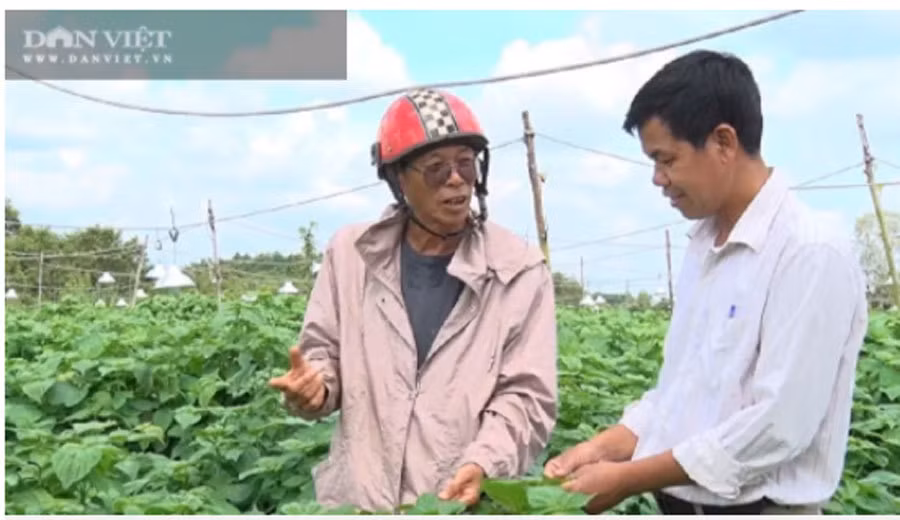 Trong rau 'thuc' ca ngay lan dem, ban sang Han Quoc thu tien ty