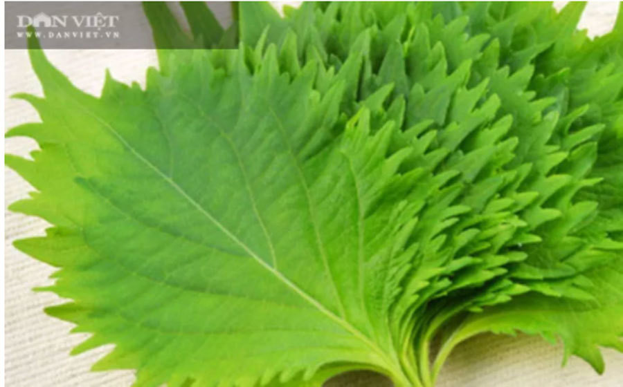 Trong rau 'thuc' ca ngay lan dem, ban sang Han Quoc thu tien ty-Hinh-3