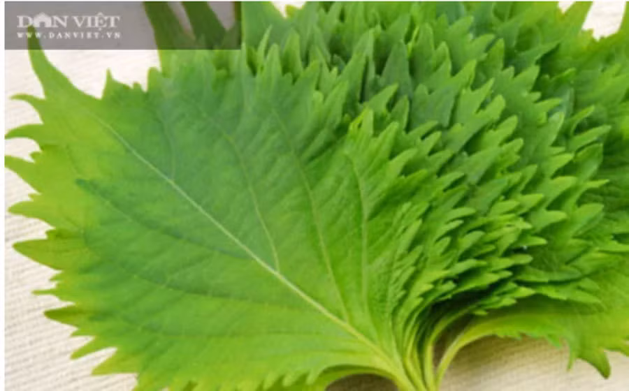 Trong rau 'thuc' ca ngay lan dem, ban sang Han Quoc thu tien ty-Hinh-3