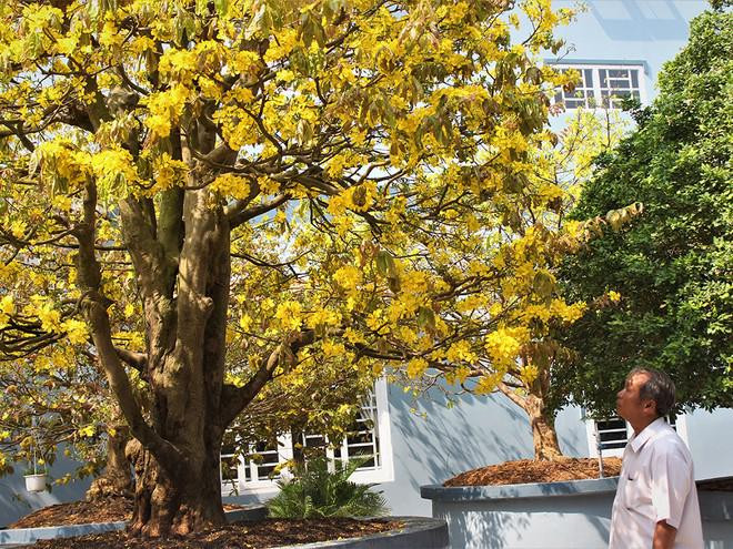 Cụ mai được trả giá tiền tỷ nhưng chủ vẫn quyết không bán - Hình 3 Cu mai duoc tra gia tien ty nhung chu van quyet khong ban-Hinh-3