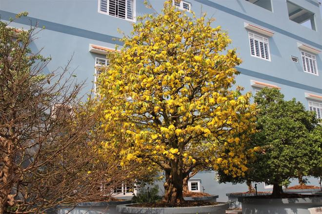 Cu mai duoc tra gia tien ty nhung chu van quyet khong ban