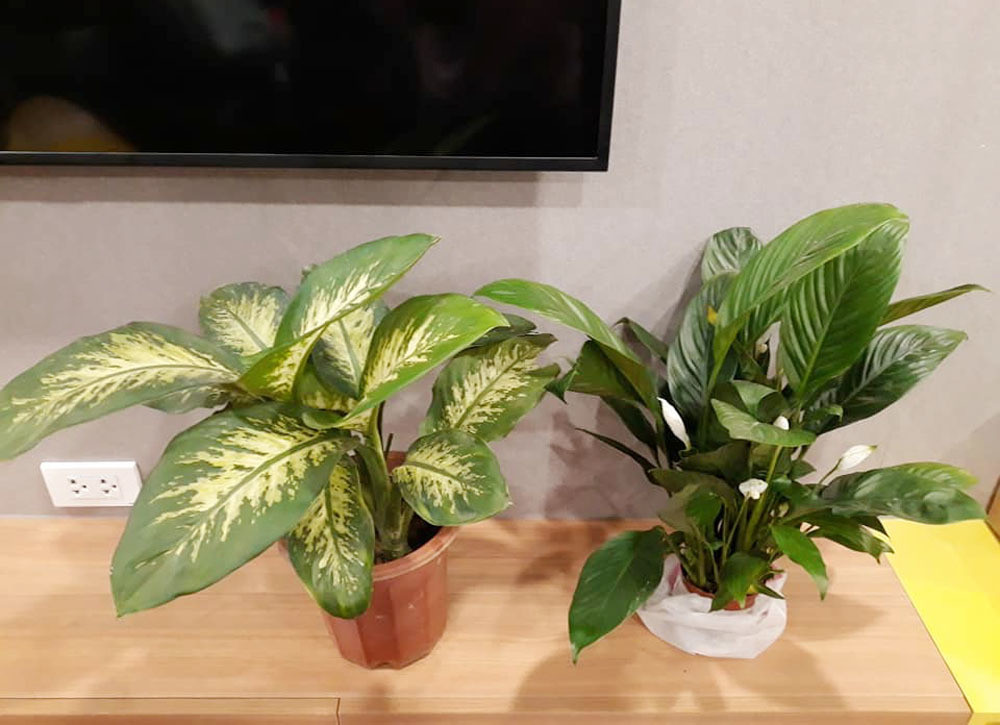 6 tro thu dac luc nhat lam mat ngoi nha ngay nong-Hinh-2