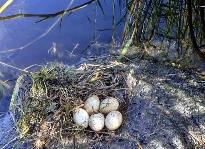 Trung loai chim hoang da 50 ngan/qua van khong co ban-Hinh-5