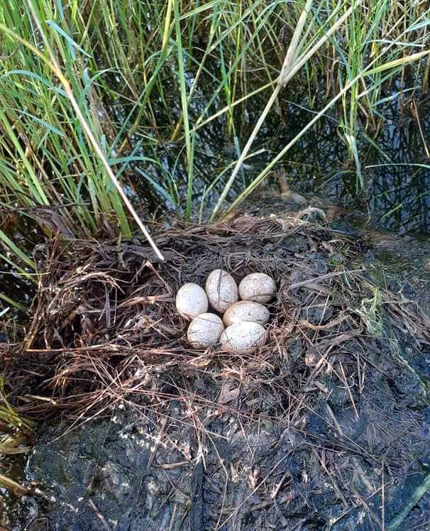 Trung loai chim hoang da 50 ngan/qua van khong co ban-Hinh-2