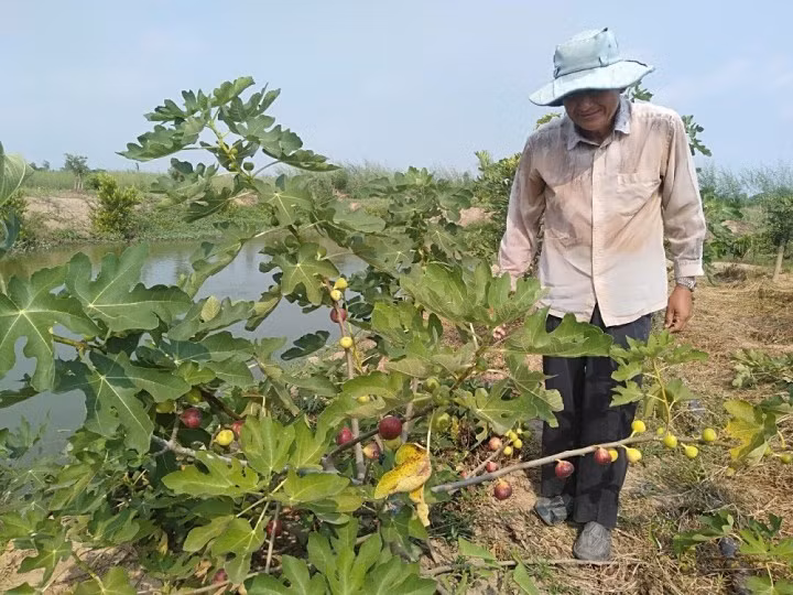 Oi khong lo moi nam ra hon 100 qua, nang toi 1 kg/qua-Hinh-7