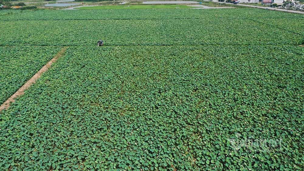 Nong dan hai thang dam minh duoi bun, dut tui tien ty