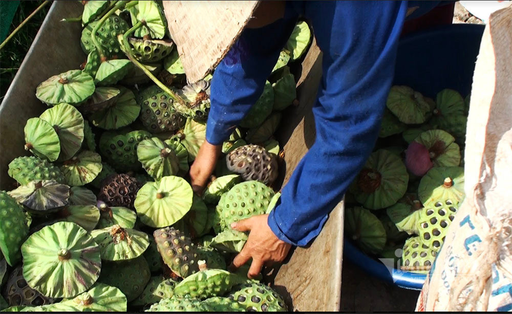 Nong dan hai thang dam minh duoi bun, dut tui tien ty-Hinh-11