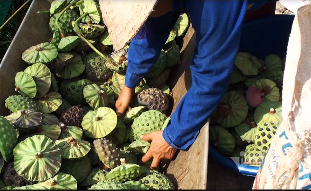 Nong dan hai thang dam minh duoi bun, dut tui tien ty-Hinh-11