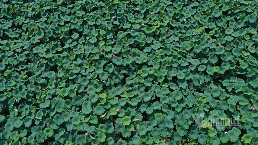 Nong dan hai thang dam minh duoi bun, dut tui tien ty-Hinh-2