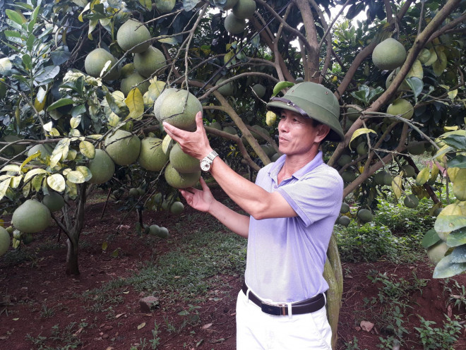 Ong nong dan Luc Ngan thang lon lai 2 ty dong/nam