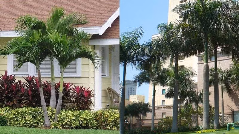 Cửa nhà có vật này: Gia chủ trường thọ, thăng quan tiến chức Cua nha co vat nay: Gia chu truong tho, thang quan tien chuc