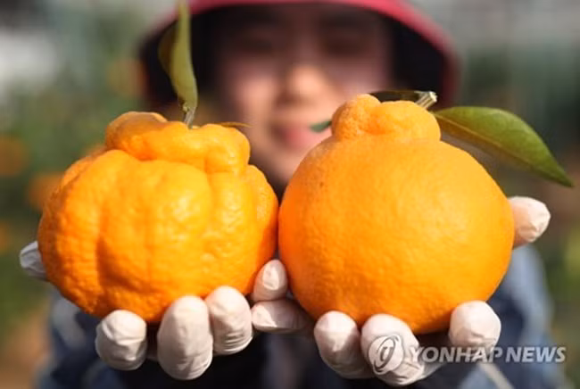 Quả phình to, đầu nhỏ và nhọn, màu vàng óng ánh như chum tiền nên người ta quan niệm loại quả này đưa về may mắn.