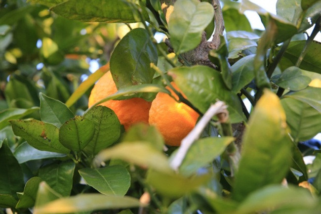 Loại quả này giàu vitamin A &amp; C, Flavonoid, phốt pho, magiê, canxi và chất xơ