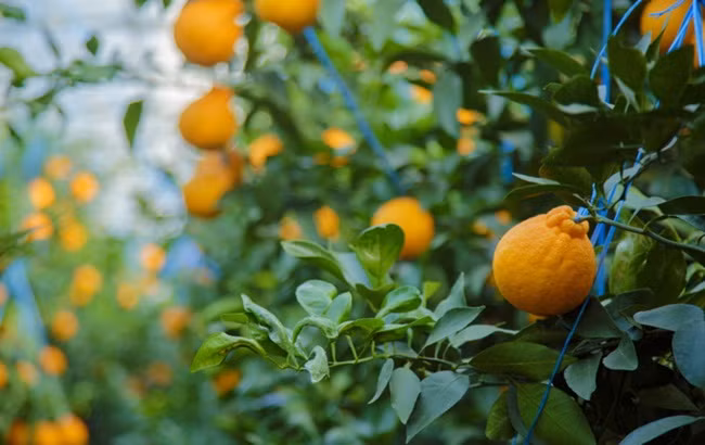 Mỗi quả nặng 200-300g, ngọt, mềm được rất nhiều người ưa thích. Quýt Hallabong là sản vật cực kỳ nổi tiếng của Hàn Quốc.