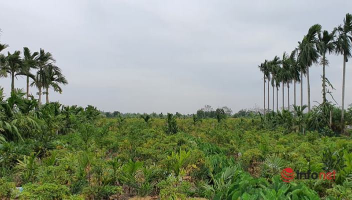 Oi 'Le Roi' 1,5 kg ve cho hut khach Ha thanh-Hinh-4