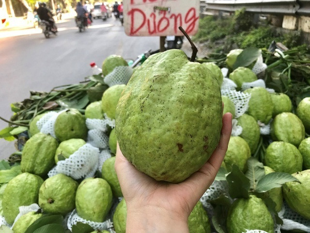 Oi 'Le Roi' 1,5 kg ve cho hut khach Ha thanh