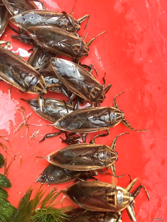 Loai truoc song day ruong, nay nuoi kiem tien trieu de dang-Hinh-7