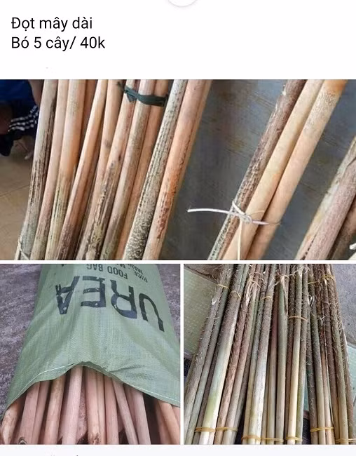 Loai cay moc hoang day rung thanh dac san, gia ca tram nghin dong/kg-Hinh-2