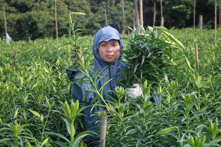 Hoa loa ken dau mua gia re bat ngo van chiu e am vi Covid-19-Hinh-3