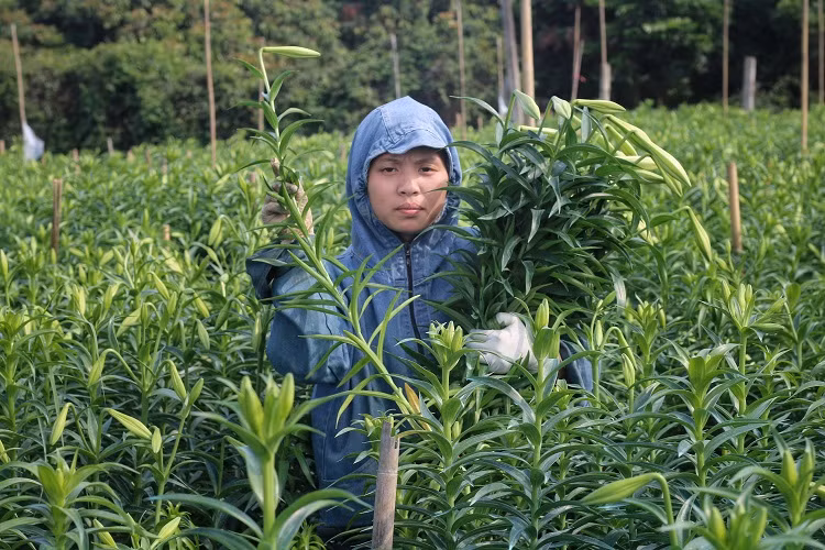 Hoa loa ken dau mua gia re bat ngo van chiu e am vi Covid-19-Hinh-3