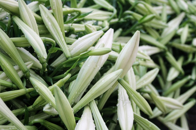 Hoa loa ken dau mua gia re bat ngo van chiu e am vi Covid-19-Hinh-5