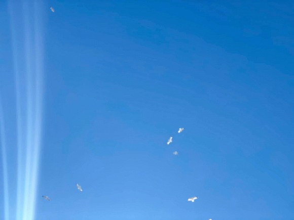 Li do thi hai nghe si Chi Tai phai hoa tang thay vi duoc an tang-Hinh-6