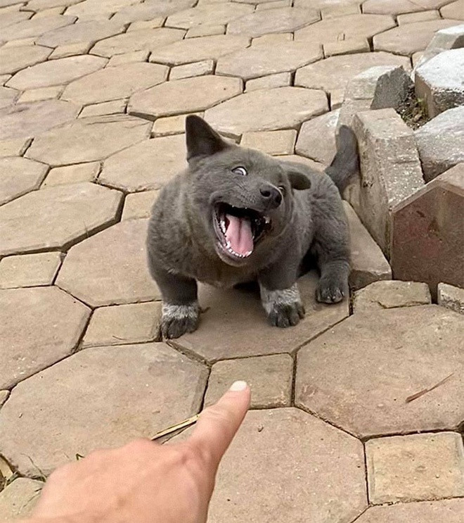 Chu cho ten Dui noi tieng MXH quoc te, duoc fan TQ ve thanh tranh-Hinh-4