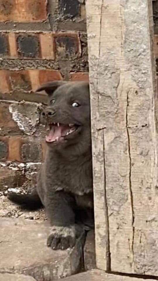 Chu cho ten Dui noi tieng MXH quoc te, duoc fan TQ ve thanh tranh-Hinh-2