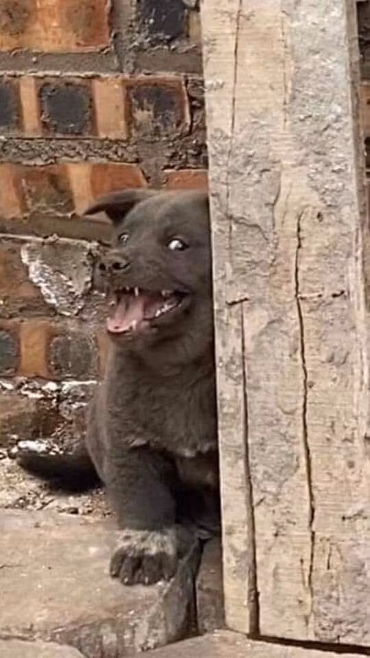 Chu cho ten Dui noi tieng MXH quoc te, duoc fan TQ ve thanh tranh-Hinh-2