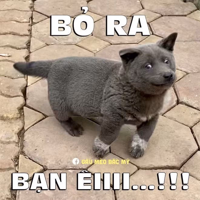 Chu cho ten Dui noi tieng MXH quoc te, duoc fan TQ ve thanh tranh-Hinh-9